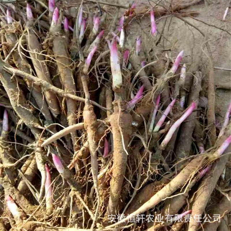 油用牡丹苗:现代种植业的新希望