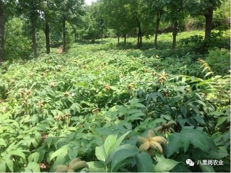芍药苗市场现状与趋势解读：一场春季的绿色盛宴