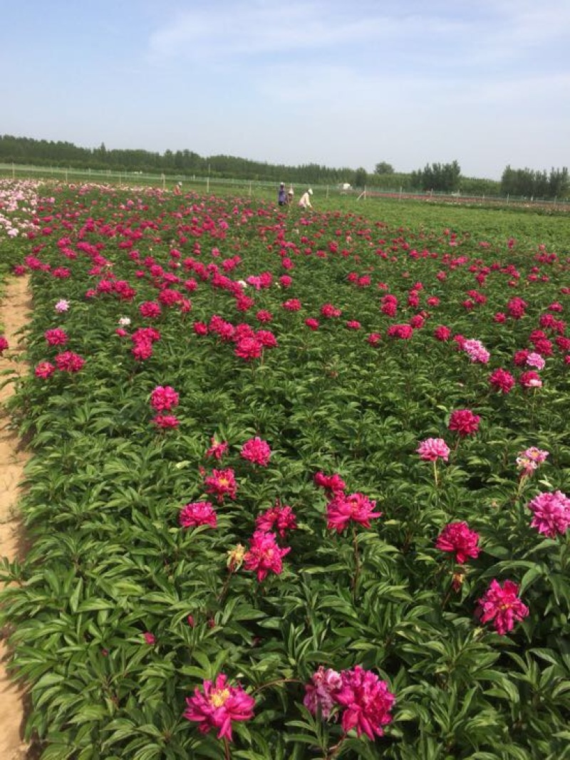 菏泽牡丹苗——绽放春天的使者