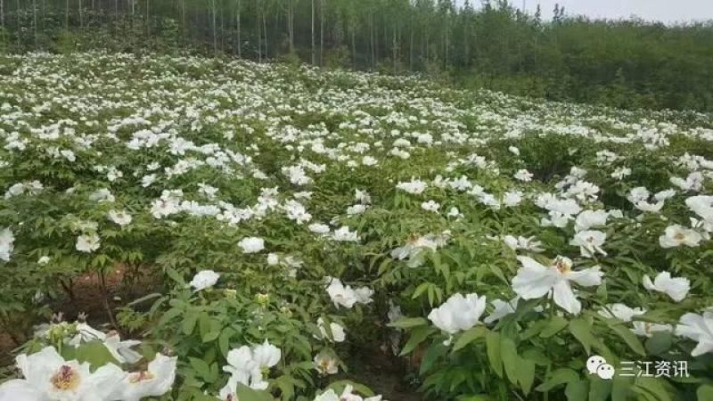 牡丹苗市场动态：价格波动背后的因素与趋势