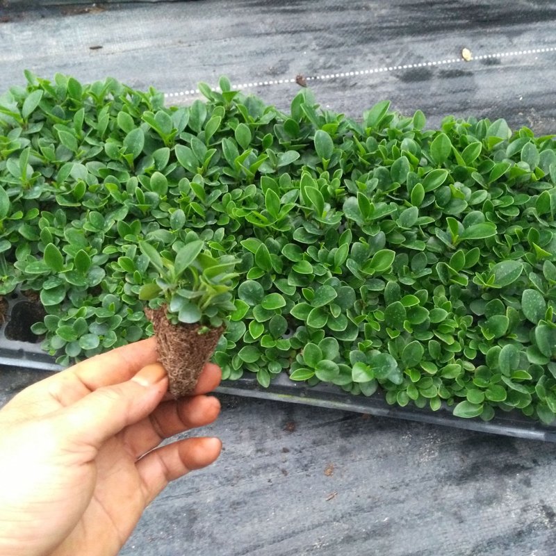 牡丹苗市场洞察：春季种植之选
