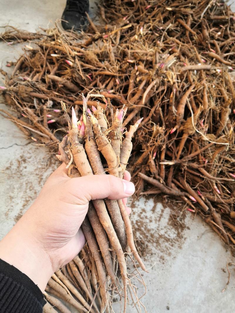 芍药苗行业动态：春天里的美丽新篇章