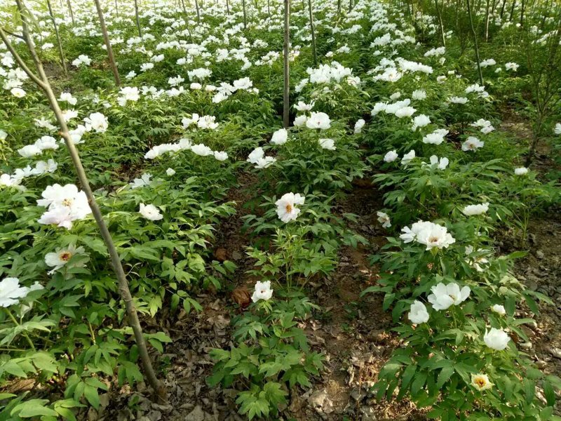 牡丹苗市场洞察：春季种植之选