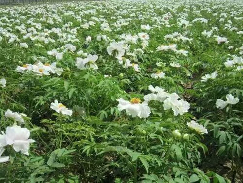 花开之始：菏泽牡丹苗迎来新一年的发展机遇