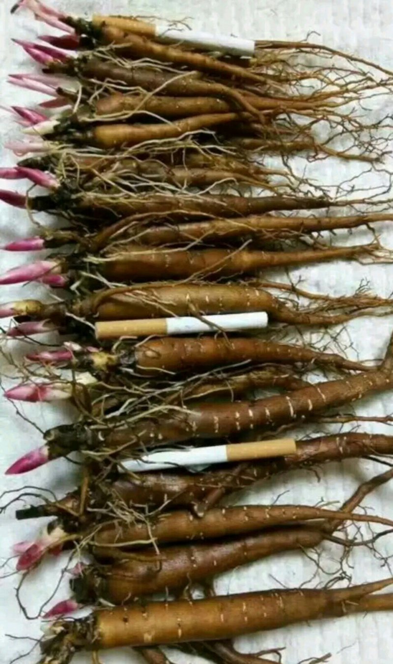 花开之始：菏泽牡丹苗迎来新一年的发展机遇