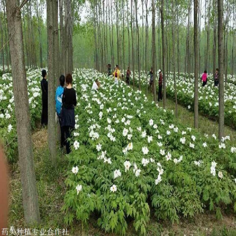 油用牡丹苗：扮靓乡村的新风景