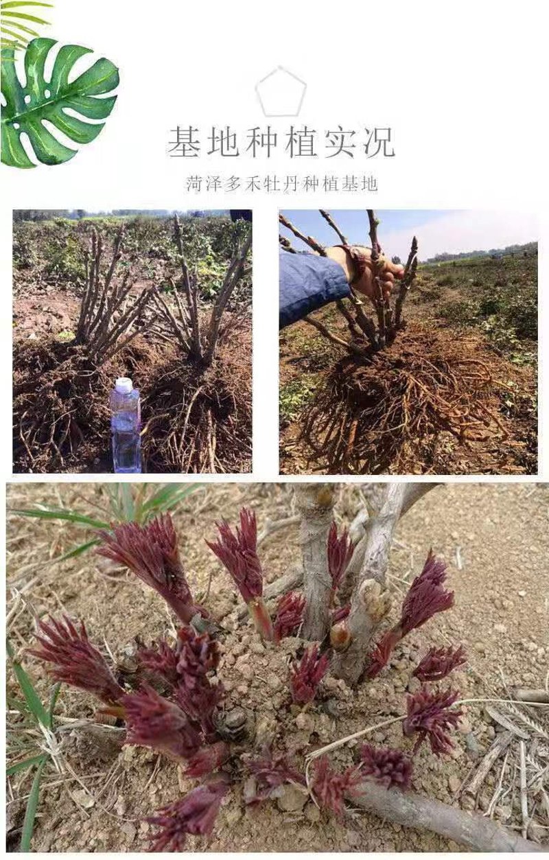 牡丹苗市场动态：价格波动背后的因素与趋势