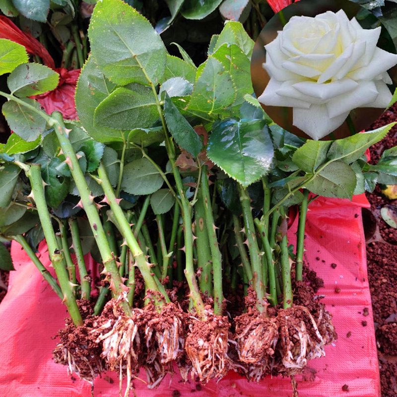 菏泽牡丹产业的春天来了：聚焦牡丹苗种植
