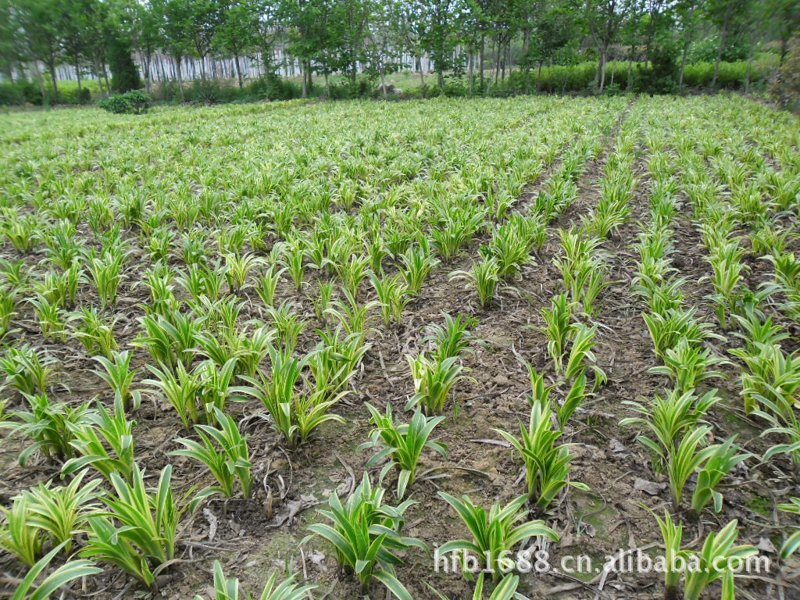 油用牡丹苗种植：新希望的田野